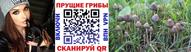 blacksprut сайт Щучье Псилоцибиновые грибы прущие грибы